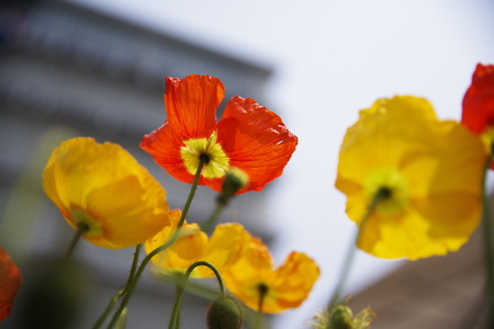 lovely beautiful flowersの写真素材