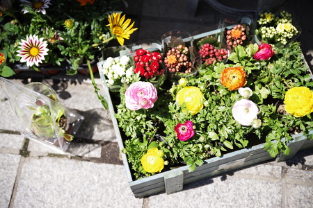 lovely beautiful flowersの写真素材