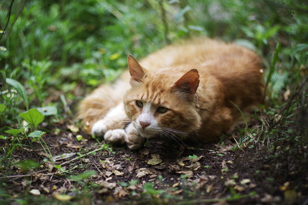 cute lovely street catの写真素材