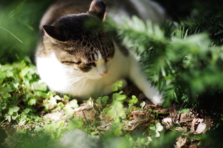 cute lovely street catの写真素材