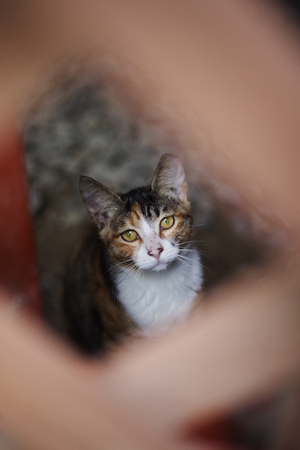 cute lovely street catの写真素材