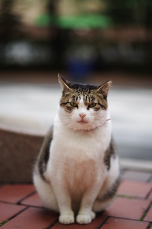 cute lovely street catの写真素材