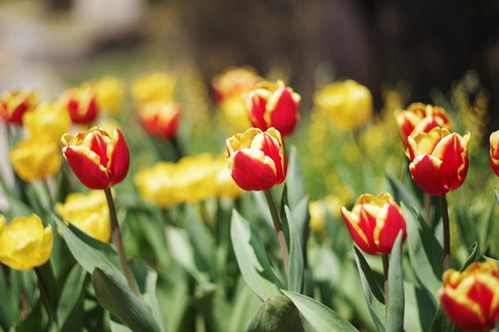 colorful tulip spring flowerの写真素材