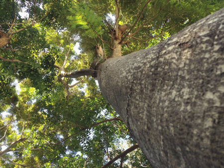 Low angle treeの素材