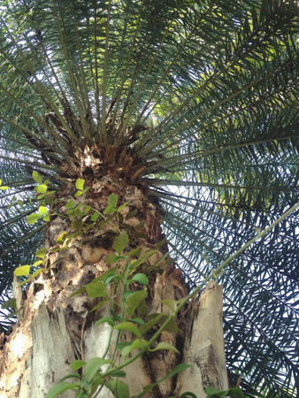 Palm treeの素材
