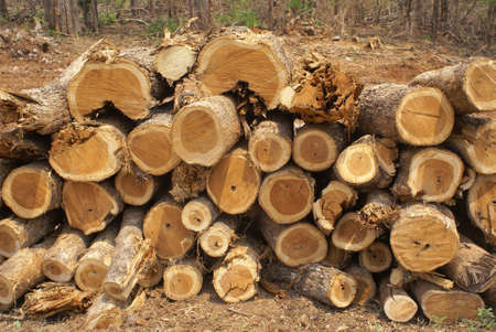 cross section of teak wood