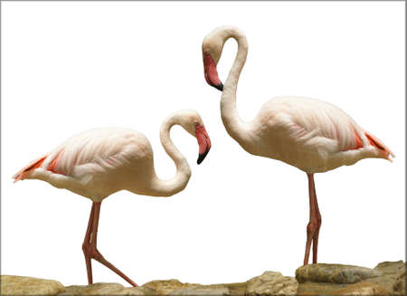 white birds isolated on whiteの写真素材