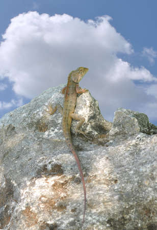 chameleon on the rock and sky