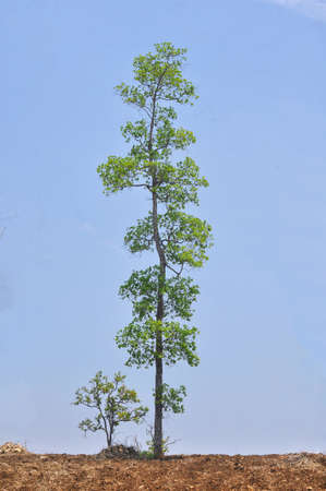 high tree and blue sky
