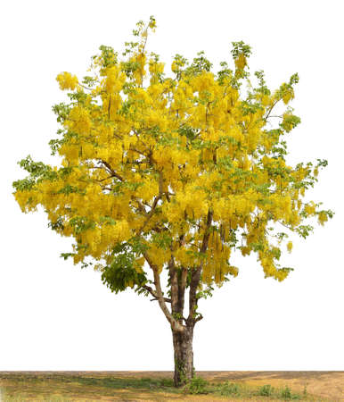Golden Shower Tree isolated on white