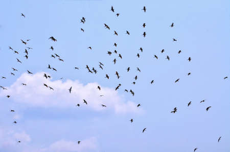 flock of  birds in the blue skyの写真素材