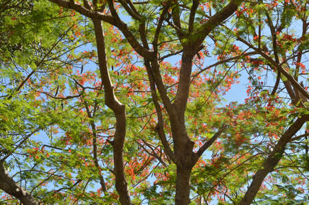 branches of tree in the nature