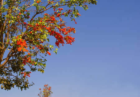natural scenery and landscape for design and background