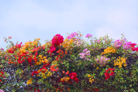 flower in the nature for design and backgroundの写真素材