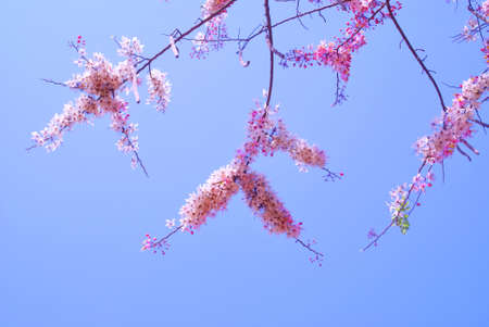 flower in the nature for design and background