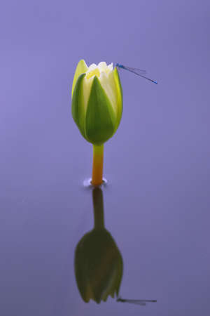 lotus flower in the natureの写真素材