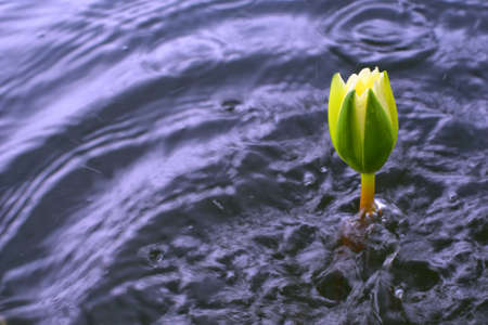 lotus flower in the natureの写真素材