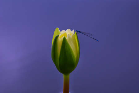lotus flower in the natureの写真素材