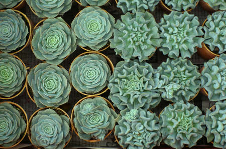 flower in the nature for design and backgroundの写真素材