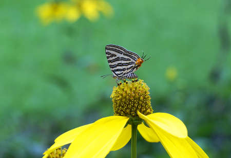 butterfly with beautiful flowersの写真素材