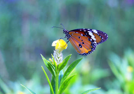 butterfly with beautiful flowersの写真素材