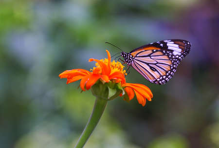 butterfly with beautiful flowers