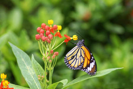 butterfly with beautiful flowers