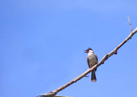 bird in nature for design and background