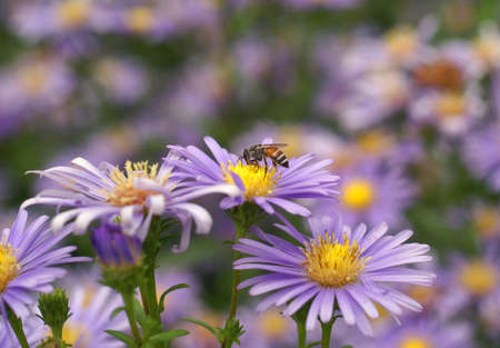 insect and beautiful flowerの写真素材