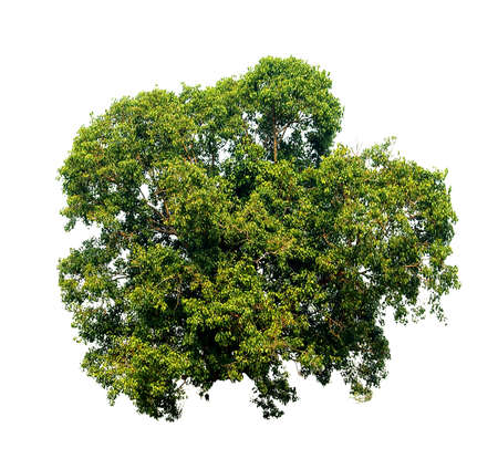 tree and flowers isolated on whiteの写真素材