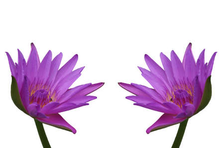 flower isolated on white for design and backgroundの写真素材