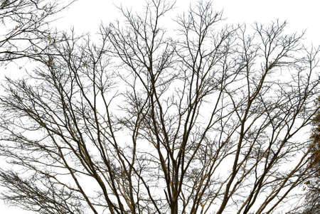 tree and flowers isolated on white
