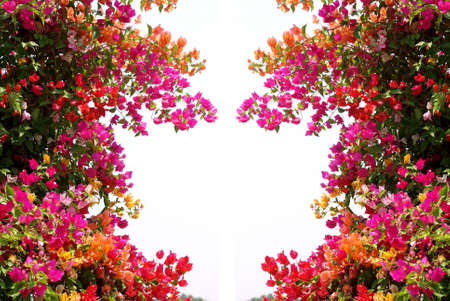 tree and flowers isolated on whiteの写真素材