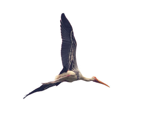 flying bird isolated on whiteの写真素材