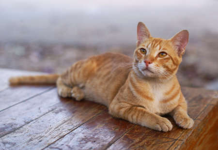 cat in actionの写真素材