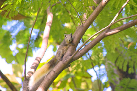 squirrel on the treeの写真素材