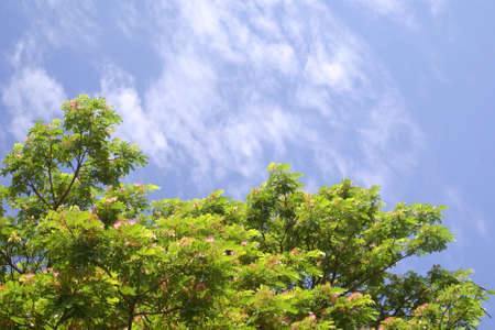 flower and blue skyの写真素材