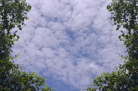 sky and tree for design and background