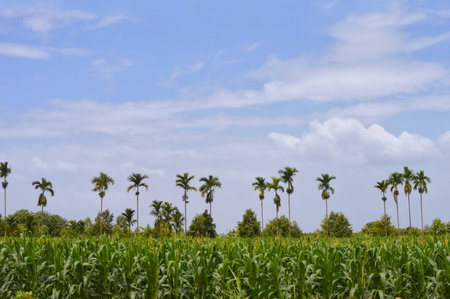 field and blue skyの写真素材
