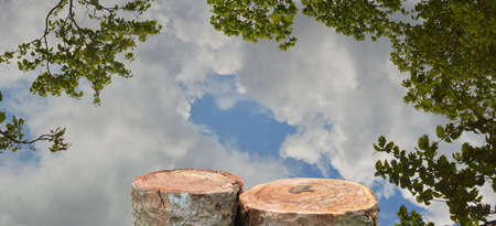 wooden log and  blue sky