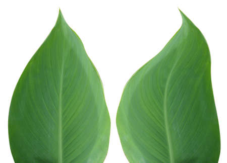 green leaf isolated on white background