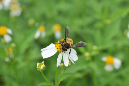 bee and flowers in the natureの写真素材