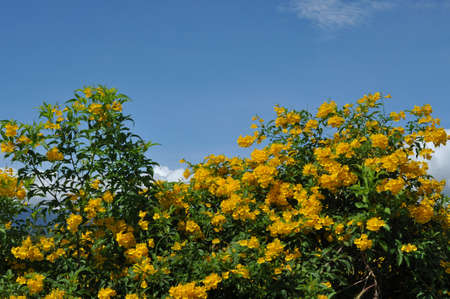 yellow flower and blue sky