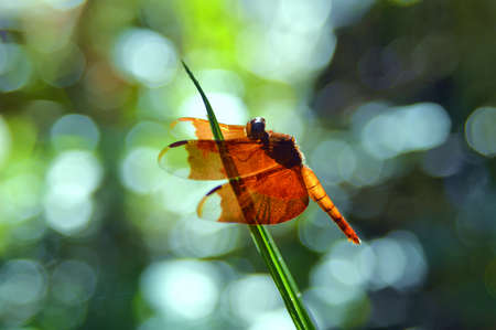 dragonfly in the nature