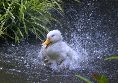 funny duckの写真素材