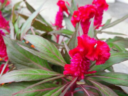 Pink Cockscomb.NGON-KAI in Thai language.