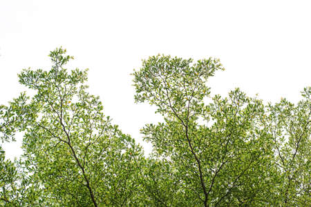 Isolated trees on white backgroundの写真素材