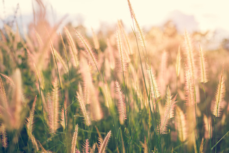 Blurred background of flower with sunset in nature