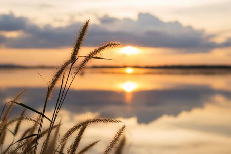 Sunset background on the lake with flowers foregroundの写真素材