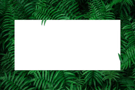 Empty space for writing text on on a green leaf backgroundの写真素材